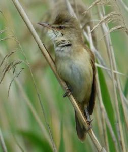 Les oiseaux de la roselière